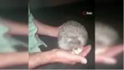 Aç kirpiler mesken tuttukları evde bisküvi ve cevizle karınlarını doyuruyor Aç kirpiler mesken tuttukları evde bisküvi ve cevizle karınlarını doyuruyor