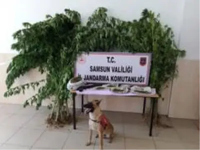 Alacam'da uyuşturucu operasyonu Alacam'da uyuşturucu operasyonu