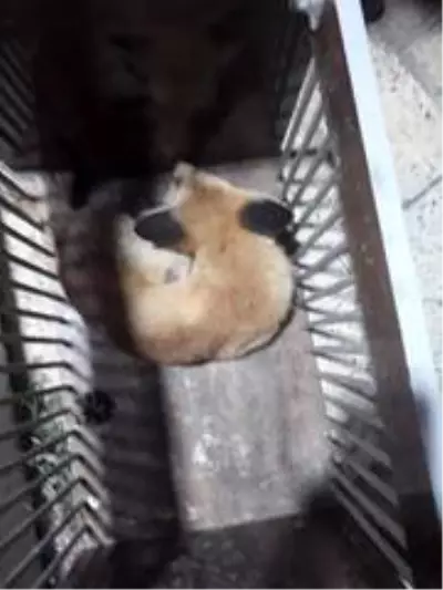Aracın çarptığı tilki tedavi altına alındı Aracın çarptığı tilki tedavi altına alındı