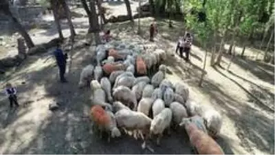 Koçlarla koyunların bulaşması renkli görüntüler oluşturdu Koçlarla koyunların bulaşması renkli görüntüler oluşturdu