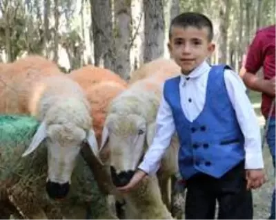 Koçlarla koyunların bulaşması renkli görüntüler oluşturdu Koçlarla koyunların bulaşması renkli görüntüler oluşturdu