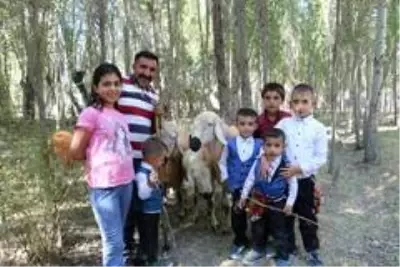 Koçlarla koyunların bulaşması renkli görüntüler oluşturdu Koçlarla koyunların bulaşması renkli görüntüler oluşturdu