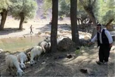 Koçlarla koyunların bulaşması renkli görüntüler oluşturdu Koçlarla koyunların bulaşması renkli görüntüler oluşturdu