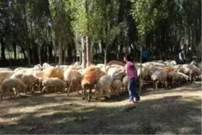 Koçlarla koyunların bulaşması renkli görüntüler oluşturdu Koçlarla koyunların bulaşması renkli görüntüler oluşturdu