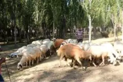 Koçlarla koyunların bulaşması renkli görüntüler oluşturdu Koçlarla koyunların bulaşması renkli görüntüler oluşturdu
