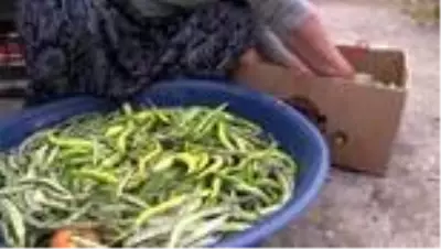 Bayburt'ta kadınların turşu mesaisi başladı Bayburt'ta kadınların turşu mesaisi başladı