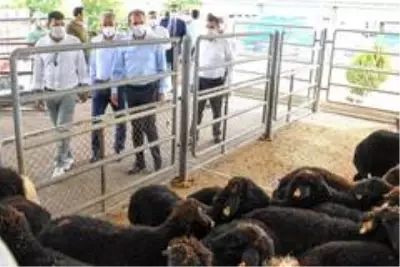 Büyükşehir Belediyesinin projesiyle 60 aileye toplam bin 500 küçükbaş hayvan verilecek Büyükşehir Belediyesinin projesiyle 60 aileye toplam bin 500 küçükbaş hayvan verilecek