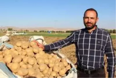 Cipslik patates satış fiyatları üreticisinin yüzünü güldürüyor Cipslik patates satış fiyatları üreticisinin yüzünü güldürüyor