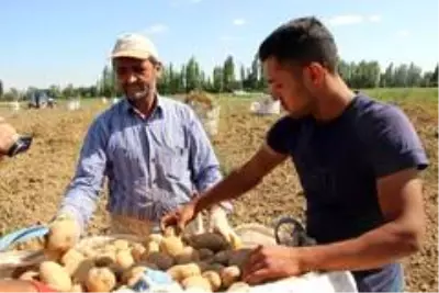 Cipslik patates satış fiyatları üreticisinin yüzünü güldürüyor Cipslik patates satış fiyatları üreticisinin yüzünü güldürüyor