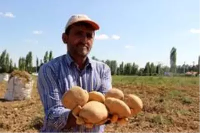 Cipslik patates satış fiyatları üreticisinin yüzünü güldürüyor Cipslik patates satış fiyatları üreticisinin yüzünü güldürüyor