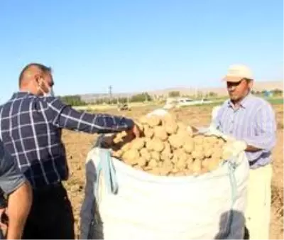 Cipslik patates satış fiyatları üreticisinin yüzünü güldürüyor Cipslik patates satış fiyatları üreticisinin yüzünü güldürüyor