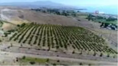 Erciş Belediyesi üzüm bağlarının bağ bozumunu yaptı Erciş Belediyesi üzüm bağlarının bağ bozumunu yaptı