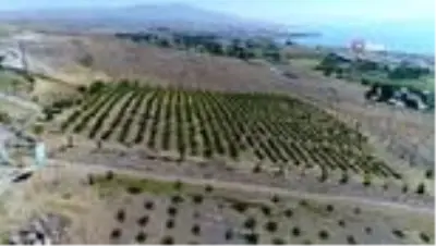 Erciş Belediyesi üzüm bağlarının bağ bozumunu yaptı Erciş Belediyesi üzüm bağlarının bağ bozumunu yaptı