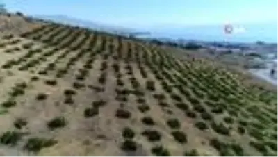 Erciş Belediyesi üzüm bağlarının bağ bozumunu yaptı Erciş Belediyesi üzüm bağlarının bağ bozumunu yaptı