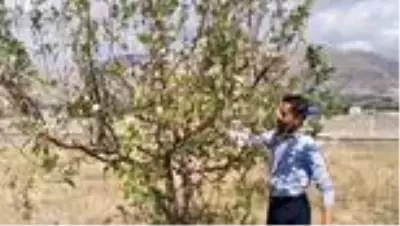 Erzincan'da elma ağacı eylülde çiçek açtı Erzincan'da elma ağacı eylülde çiçek açtı
