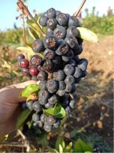 Kanseri önleyici süper meyve aronianın hasadı başladı Kanseri önleyici süper meyve aronianın hasadı başladı