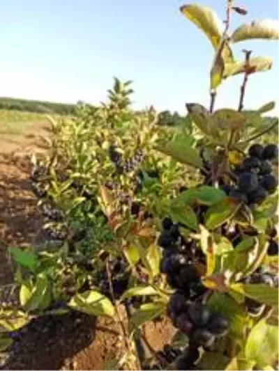Kanseri önleyici süper meyve aronianın hasadı başladı Kanseri önleyici süper meyve aronianın hasadı başladı
