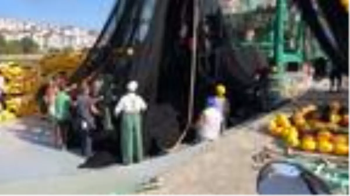 Karadeniz'de 'palamut' bolluğu