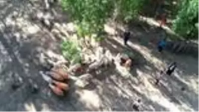 Koçlarla koyunların bulaşması renkli görüntüler oluşturdu Koçlarla koyunların bulaşması renkli görüntüler oluşturdu
