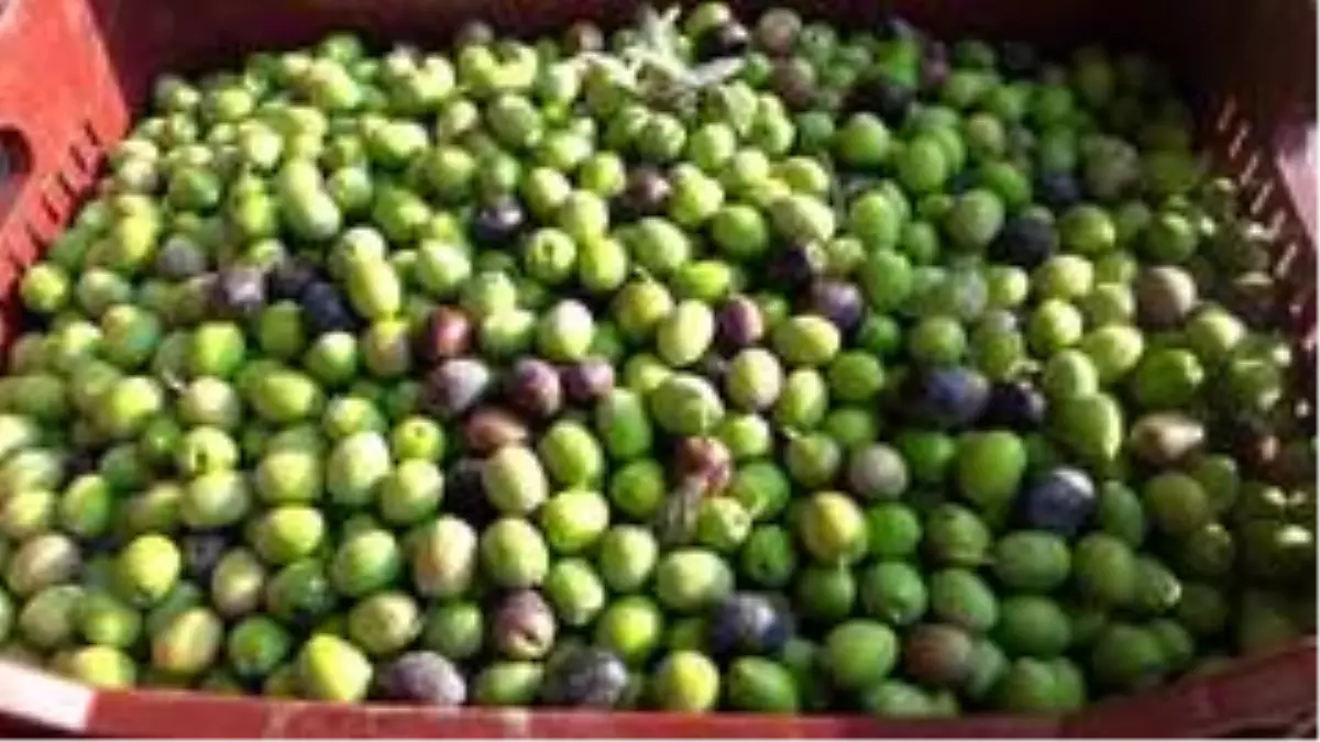 Mut'ta zeytin hasadı başladı