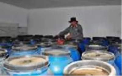 Sarıgöl'ün salamurası Avrupa ve Ortadoğu ülkelerinin sofralarını süslüyor Sarıgöl'ün salamurası Avrupa ve Ortadoğu ülkelerinin sofralarını süslüyor