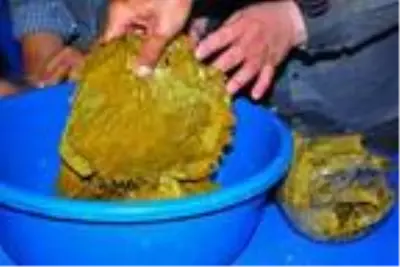 Sarıgöl'ün salamurası Avrupa ve Ortadoğu ülkelerinin sofralarını süslüyor Sarıgöl'ün salamurası Avrupa ve Ortadoğu ülkelerinin sofralarını süslüyor