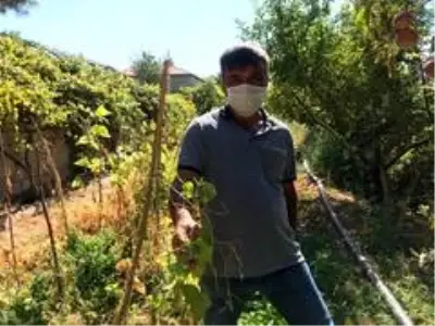 Sarımsaklı'da sular kesildi, tarladaki mahsuller kurudu Sarımsaklı'da sular kesildi, tarladaki mahsuller kurudu