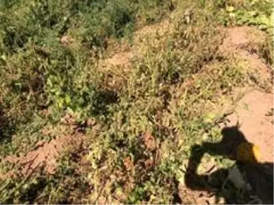 Sarımsaklı'da sular kesildi, tarladaki mahsuller kurudu Sarımsaklı'da sular kesildi, tarladaki mahsuller kurudu