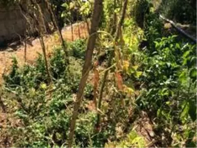 Sarımsaklı'da sular kesildi, tarladaki mahsuller kurudu Sarımsaklı'da sular kesildi, tarladaki mahsuller kurudu