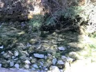 Sarımsaklı'da sular kesildi, tarladaki mahsuller kurudu Sarımsaklı'da sular kesildi, tarladaki mahsuller kurudu