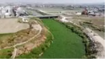 Su sümbülleri Asi Nehri'ni yeniden istila etti Su sümbülleri Asi Nehri'ni yeniden istila etti