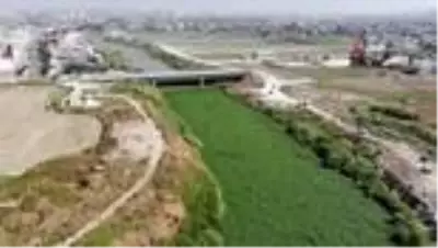 Su sümbülleri Asi Nehri'ni yeniden istila etti Su sümbülleri Asi Nehri'ni yeniden istila etti
