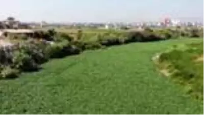 Su sümbülleri Asi Nehri'ni yeniden istila etti Su sümbülleri Asi Nehri'ni yeniden istila etti