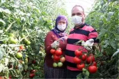 Tarlada 40 kuruşa düşen domatesin kilosu markette 5,95 liradan satılıyor Tarlada 40 kuruşa düşen domatesin kilosu markette 5,95 liradan satılıyor