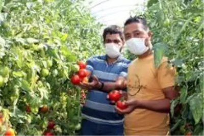 Tarlada 40 kuruşa düşen domatesin kilosu markette 5,95 liradan satılıyor Tarlada 40 kuruşa düşen domatesin kilosu markette 5,95 liradan satılıyor