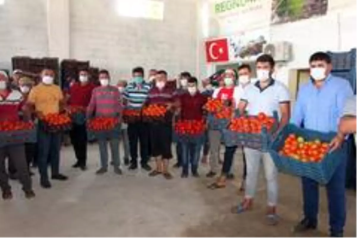 Tarlada 40 kuruşa düşen domatesin kilosu markette 5,95 liradan satılıyor