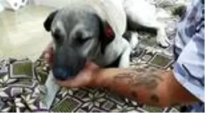 Tırın ezdiği köpeğin imdadına 'hayvan dostları' koştu Tırın ezdiği köpeğin imdadına 'hayvan dostları' koştu