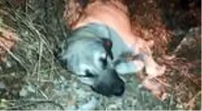 Tırın ezdiği köpeğin imdadına 'hayvan dostları' koştu Tırın ezdiği köpeğin imdadına 'hayvan dostları' koştu