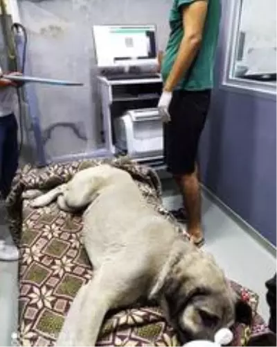 Tırın ezdiği köpeğin imdadına 'hayvan dostları' koştu Tırın ezdiği köpeğin imdadına 'hayvan dostları' koştu