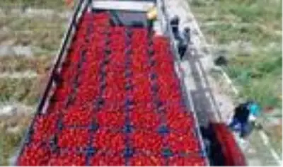 Tuz Gölü havzasının yeni alternatif ürünü domates oldu Tuz Gölü havzasının yeni alternatif ürünü domates oldu