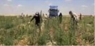 Tuz Gölü havzasının yeni alternatif ürünü domates oldu Tuz Gölü havzasının yeni alternatif ürünü domates oldu