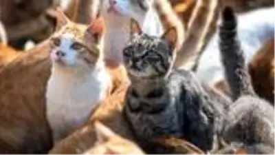 100 metrekarelik dairede 110 kediyle yaşıyordu! Evden tahliye edilen kiracı kedileriyle ortada kaldı 100 metrekarelik dairede 110 kediyle yaşıyordu! Evden tahliye edilen kiracı kedileriyle ortada kaldı