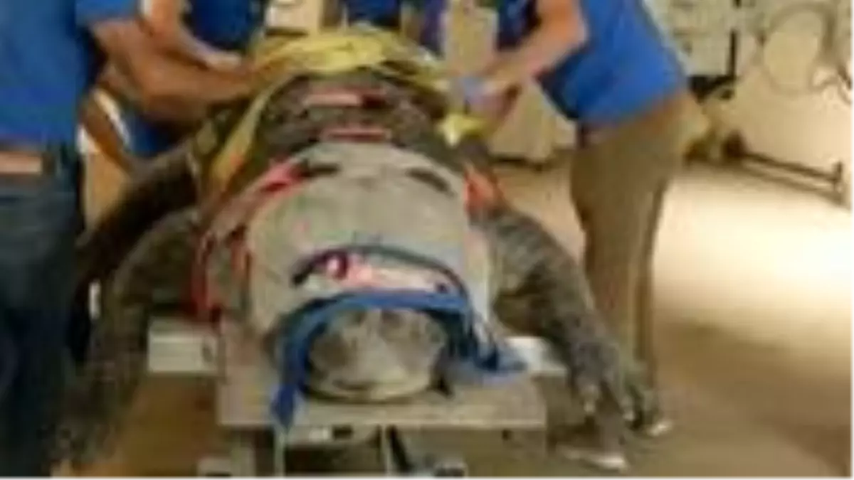 ABD'de 3,5 metrelik timsahın tedavi görüntüleri 1,5 milyon kez izlendi