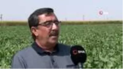 Ahmet Bestil: 'Şeker fabrikaları yaşatılmalı' Ahmet Bestil: 'Şeker fabrikaları yaşatılmalı'