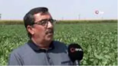 Ahmet Bestil: 'Şeker fabrikaları yaşatılmalı' Ahmet Bestil: 'Şeker fabrikaları yaşatılmalı'