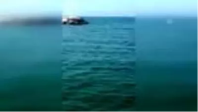 Bodrum'da Akdeniz fokunun balık avladığı anlar görüntülendi Bodrum'da Akdeniz fokunun balık avladığı anlar görüntülendi