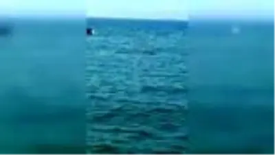 Bodrum'da Akdeniz fokunun balık avladığı anlar görüntülendi Bodrum'da Akdeniz fokunun balık avladığı anlar görüntülendi