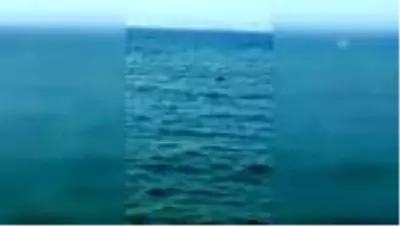 Bodrum'da Akdeniz fokunun balık avladığı anlar görüntülendi Bodrum'da Akdeniz fokunun balık avladığı anlar görüntülendi