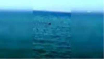 Bodrum'da Akdeniz fokunun balık avladığı anlar görüntülendi Bodrum'da Akdeniz fokunun balık avladığı anlar görüntülendi