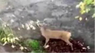 Çukura düşen çaresiz karacanın yardımına yaşlı çift yetişti Çukura düşen çaresiz karacanın yardımına yaşlı çift yetişti